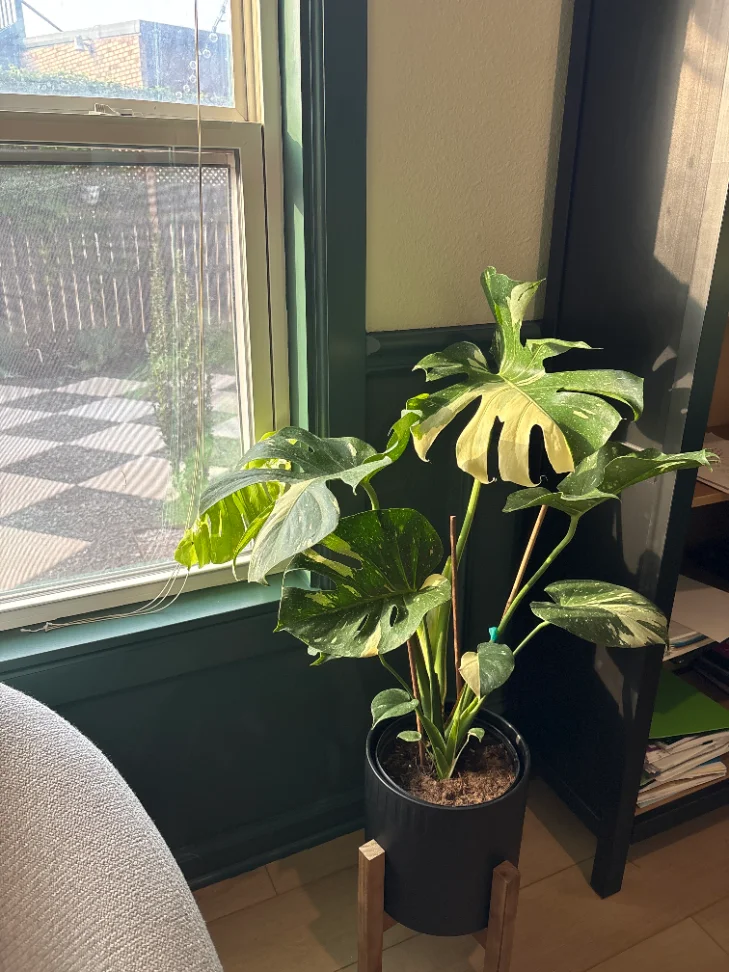 Variegated monstera in a black planter beside a green-trimmed window overlooking a checkerboard patio